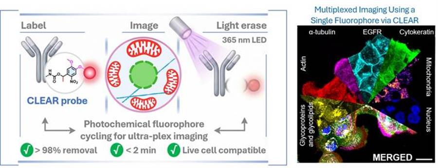  “CLEAR” technology can revolutionize protein imaging & facilitate detection of Cancer and Neurobiological Diseases