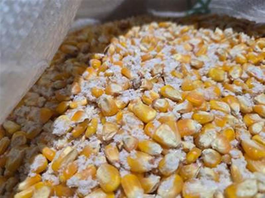 DRI busts novel attempt to smuggle 56 kg methamphetamine concealed with maize; two persons arrested
