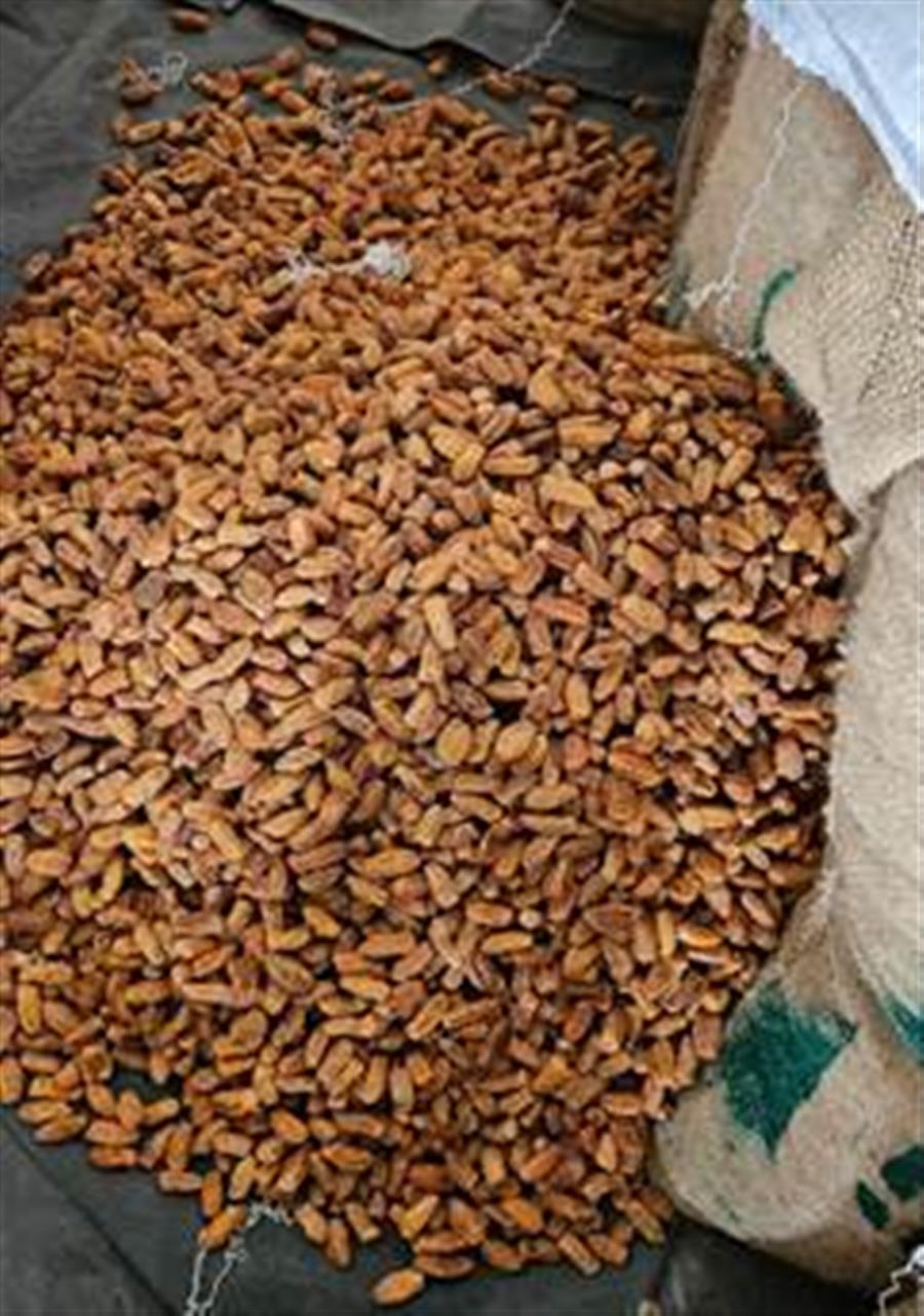 DRI seizes more than 362 MT Pakistan-origin dry dates under ‘Operation Deep Manifest’ 